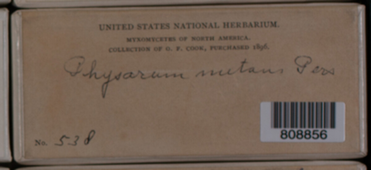 Physarum nutans image